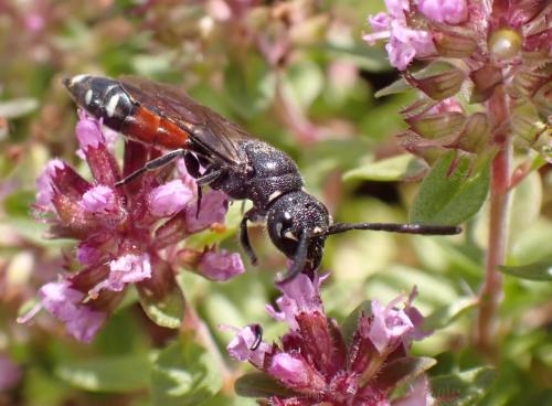 Réf. 319 277 : Sapyga quinquepunctata